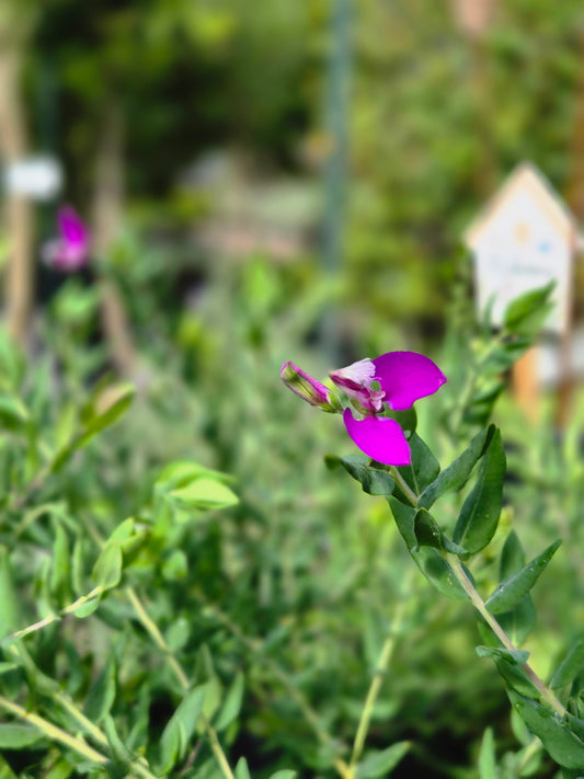 Polygala