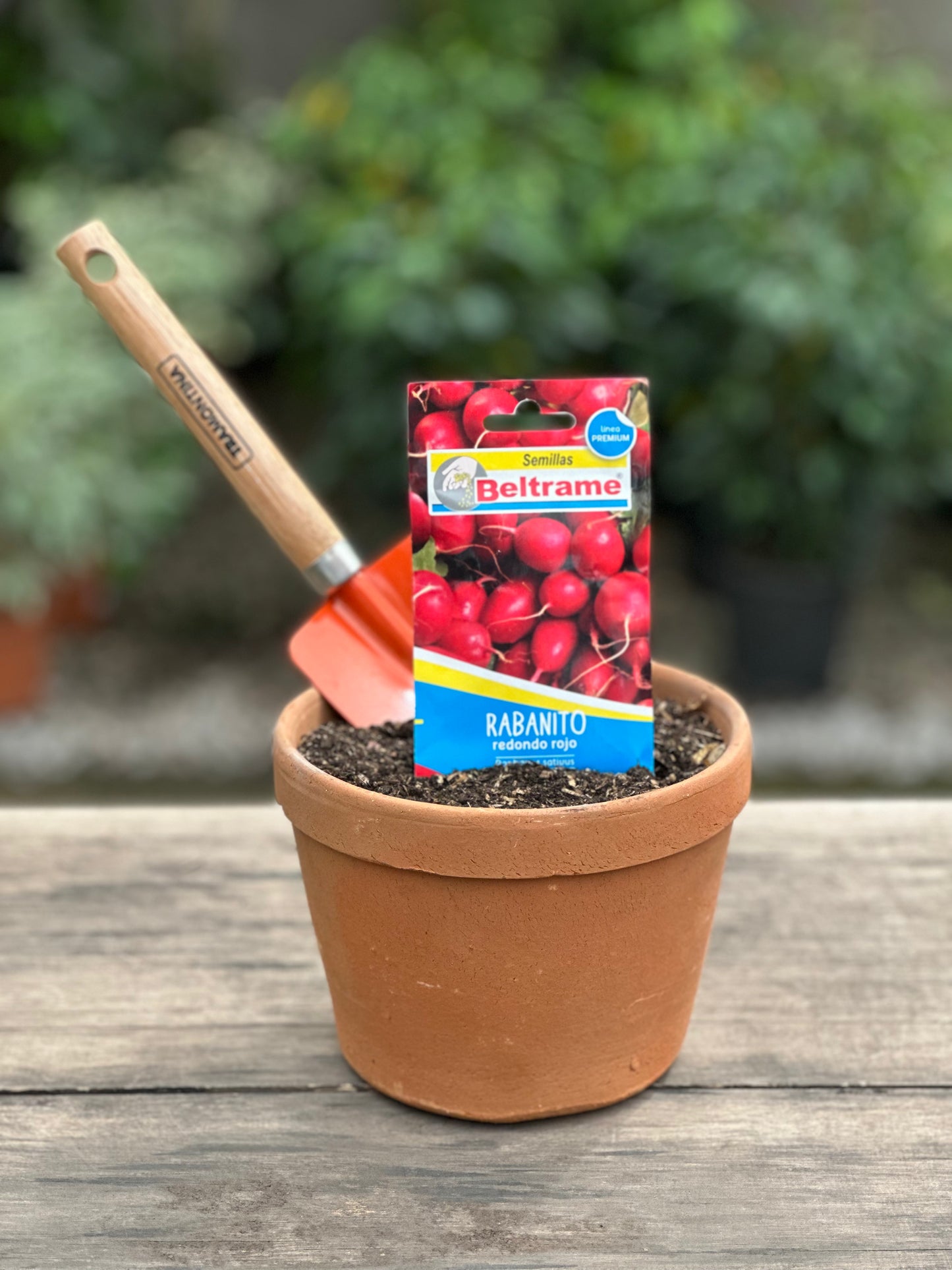 Semillas para huerta