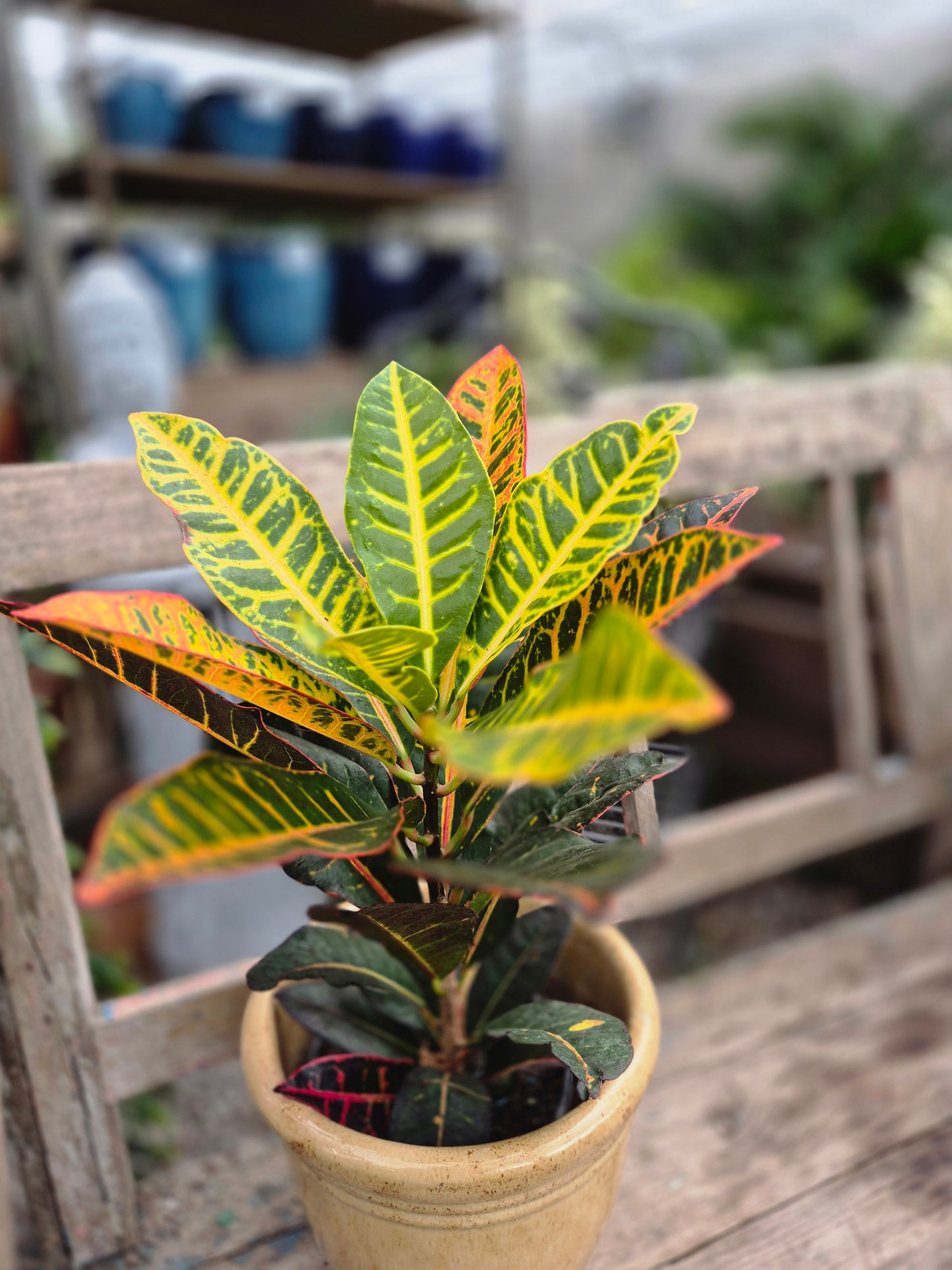 Croton Petra