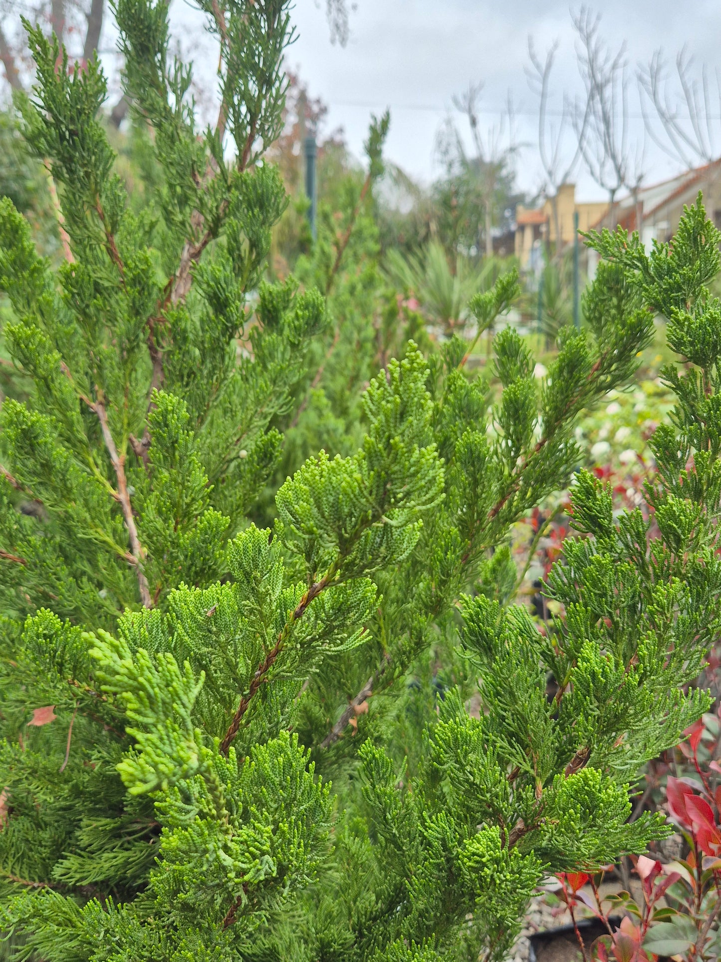Juniperus chinensis Kaizuka
