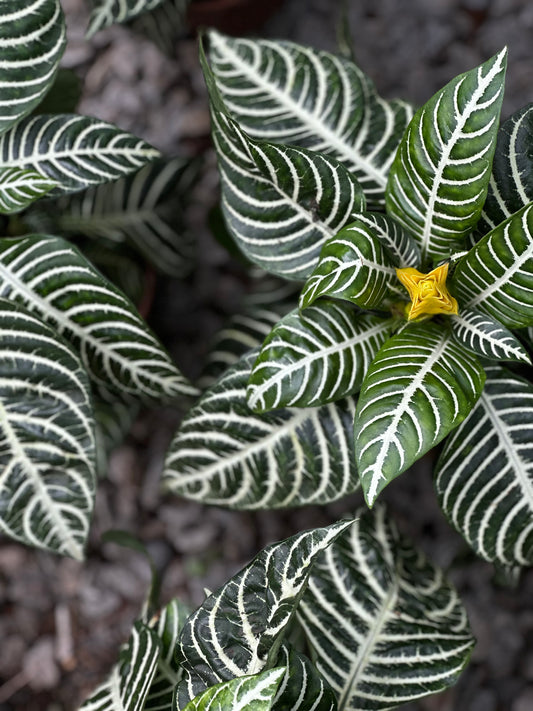 Aphelandra Squarrosa