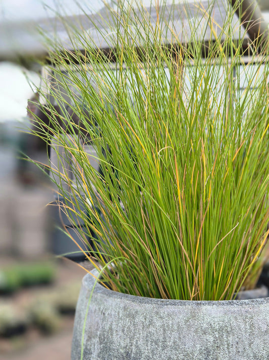 Carex verde