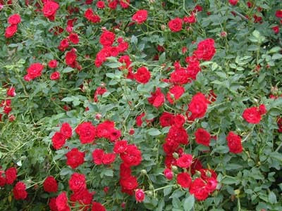 Rosal Red Cascade (tapizante)