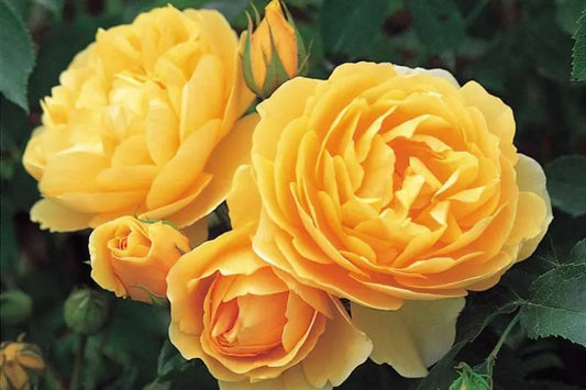 Rosal Graham Thomas (trepador)