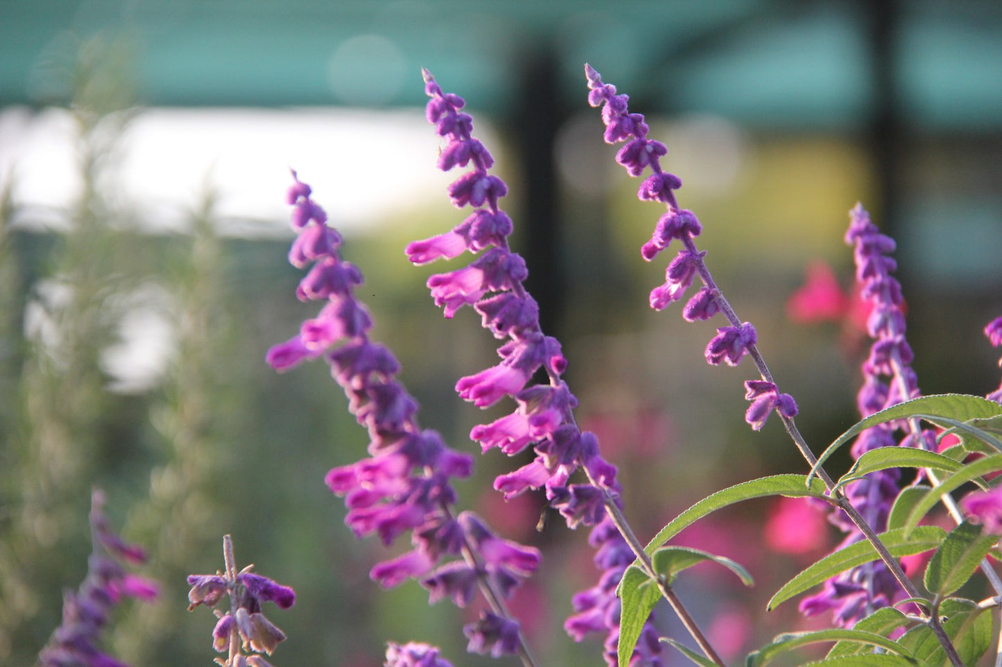 Salvia leucantha