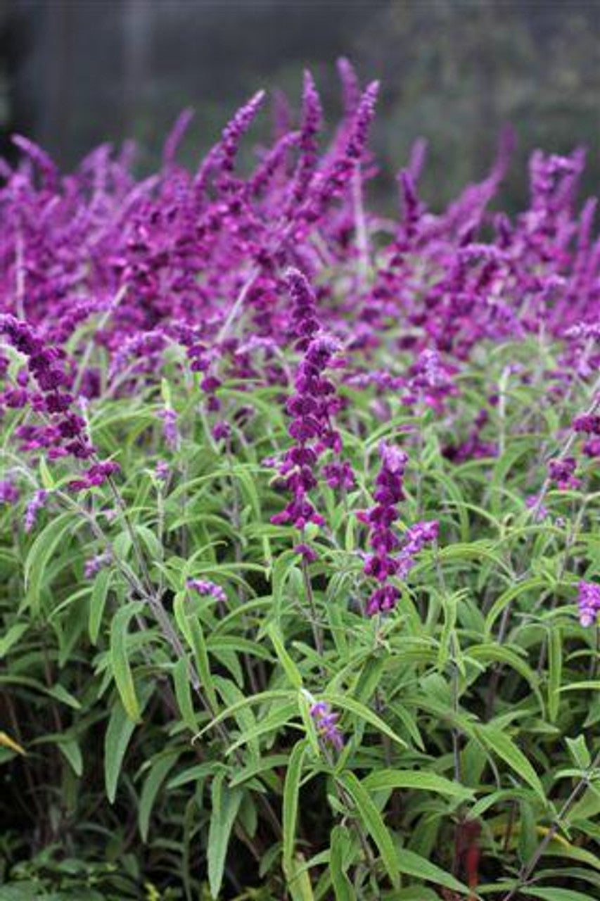 Salvia leucantha