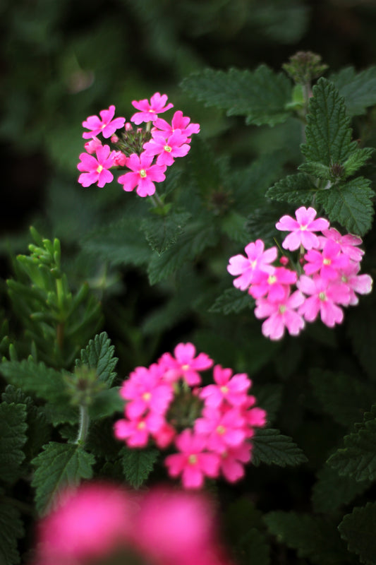 Verbena rastrera