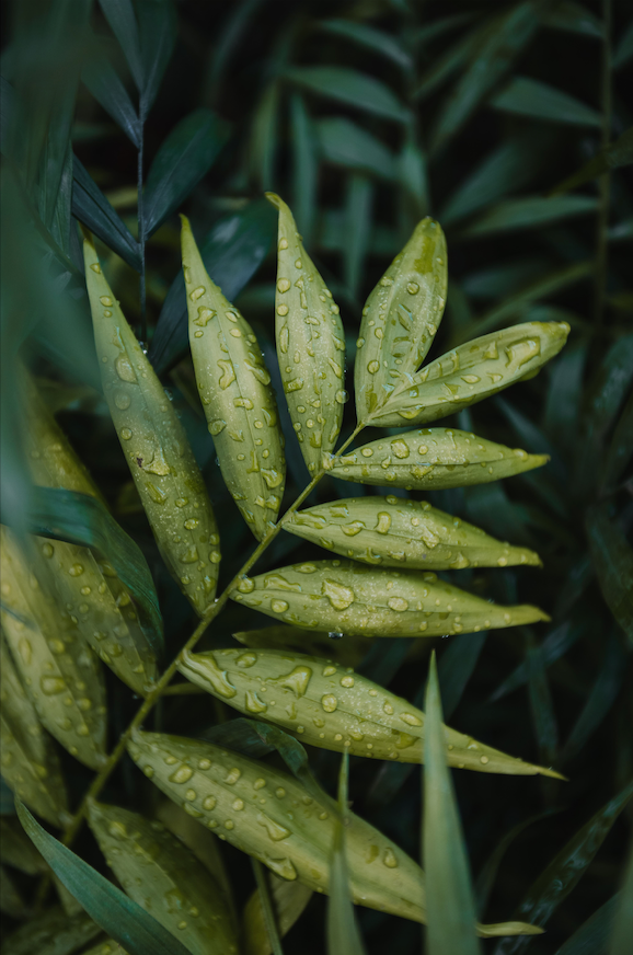 Chamaedorea Elegans