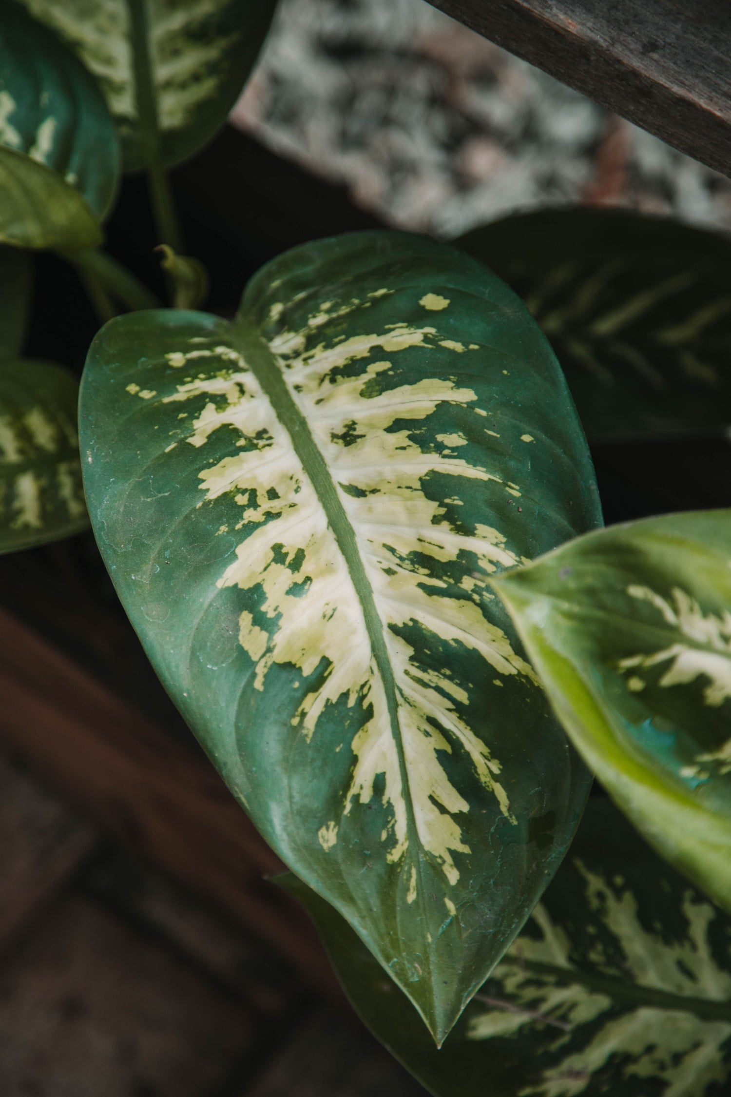 cuidados dieffenbachia tropic Dieffenbachia 'Tropic Snow' – Vivero El Ceibo