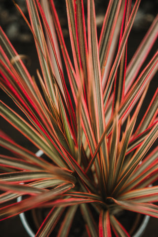 dracaena roja Drácena Tricolor
