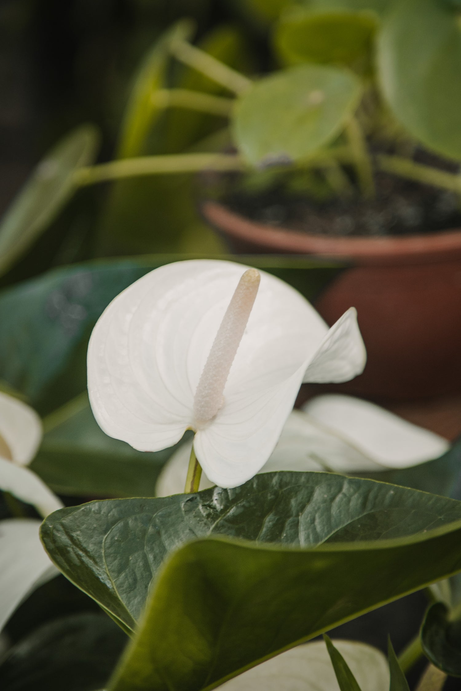 el anthurium Anthurium